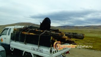 Кругосветка по Монголии Барнаул - Улан-Батор, Гоби - Барнаул